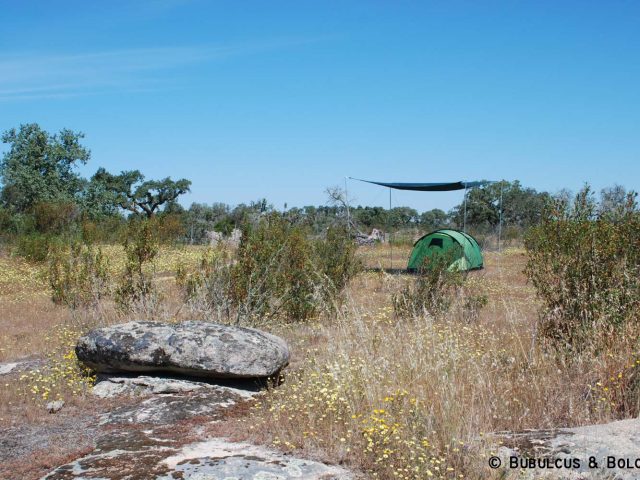 Bubulcus & Bolotas Camping